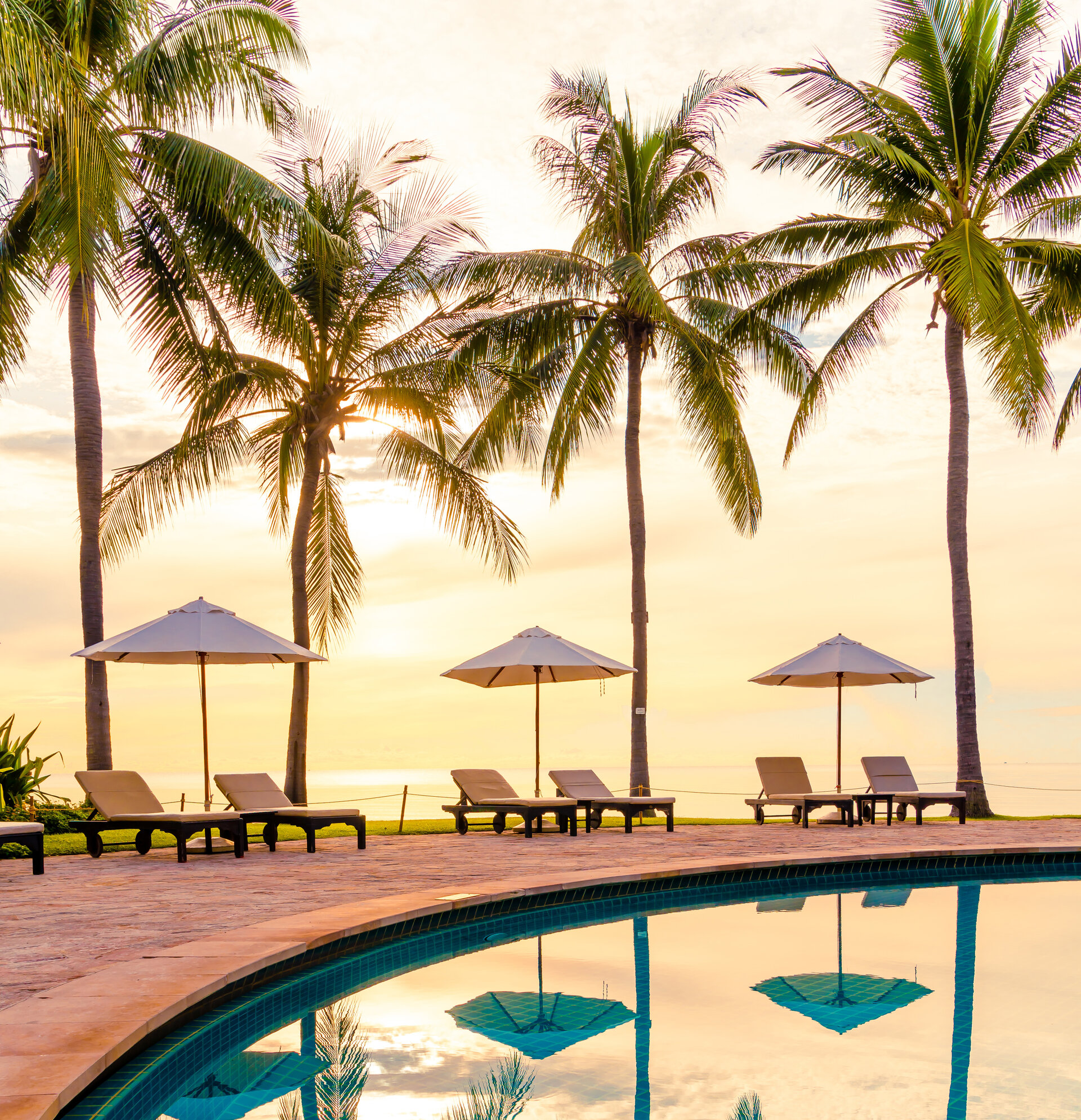 umbrellas and palm trees by pool